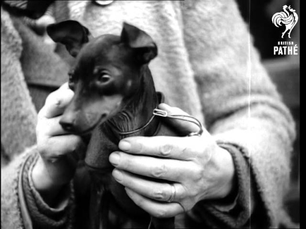 Ladies Kennel Association Dog Show