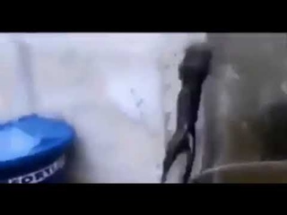 кот дебил | кот падает в воду