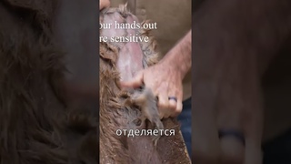 Растительное дубление кожи
