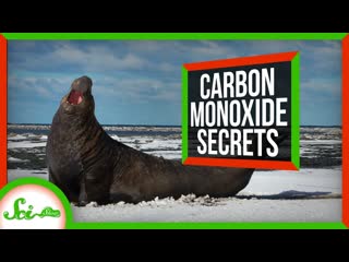 How Studying Elephant Seals Could Treat Heart Attacks