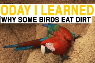 TIL: Why Do These Birds Eat Dirt?