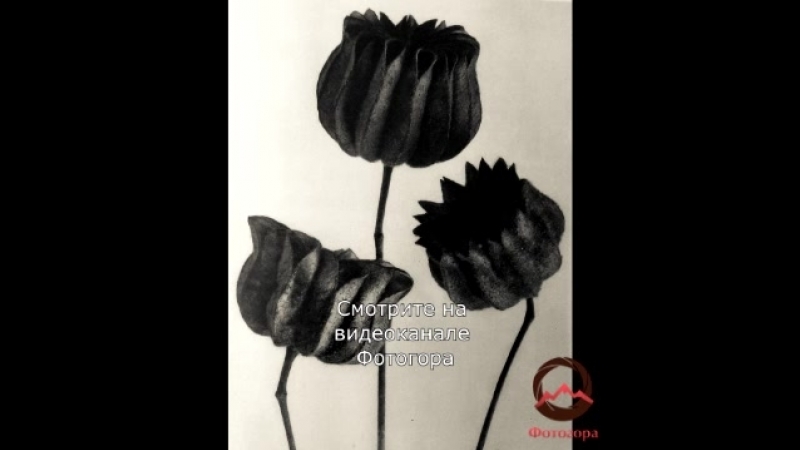 Карл Блоссфельд (©Karl Blossfeldt)