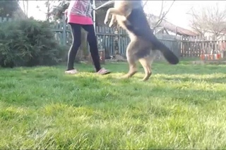 Amazing dog tricks by german shepherd Britney !