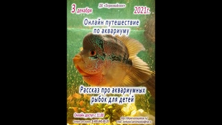 Онлайн-путешествие по аквариуму Рассказ- про аквариумных рыбок для детей