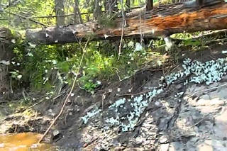 Чуна 2013