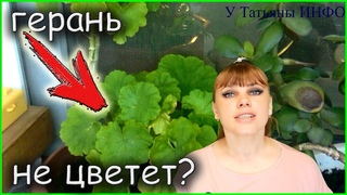 Не цветет герань?! Как заставить цвести пеларгонию?!