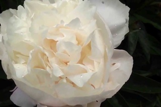 Peony Victorian Blush -