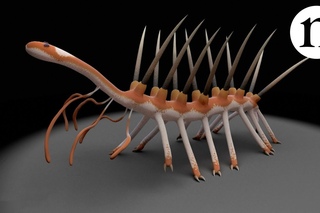 Hallucigenia: The worm with the missing head
