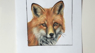 Fox Colored Pencil Drawing