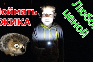 VLOG Поймать ЁЖИКА любой Ценой