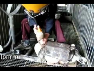 Откорм гусей на печень, на
