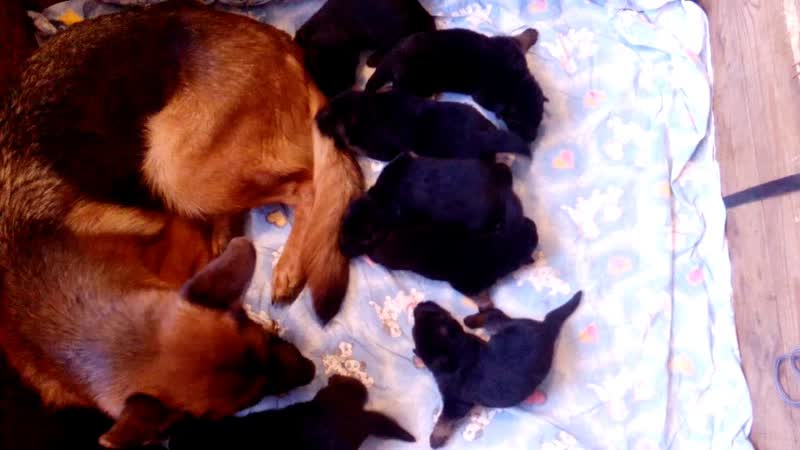 Balaris K litter: Mischigan
