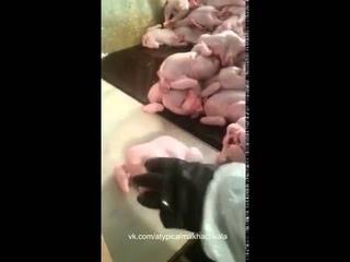 Как надувают КУРИЦУ ВОДОЙ...Развод Людей