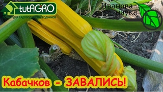 ОГУРЦОВ и КАБАЧКОВ БУДЕТ ЗАВАЛИСЬ без удобрений, но причем здесь старая свёкла