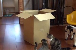 Мару - A large box and Maru & Hana
