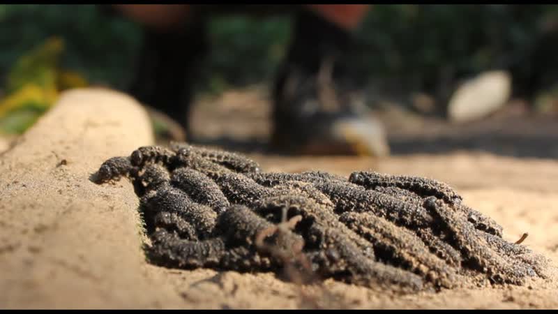 STRANGE but GENIUS Caterpillar Speed Trick Smarter Every Day