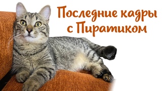 ПОСЛЕДНИЕ КАДРЫ С ПИРАТИКОМКОТОЖИЗНЬ!