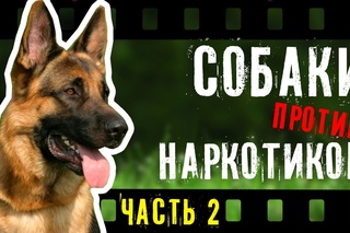 Собаки против наркотиков (англ.) Часть 2