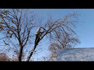 15 10 2020 обрезка яблонь
