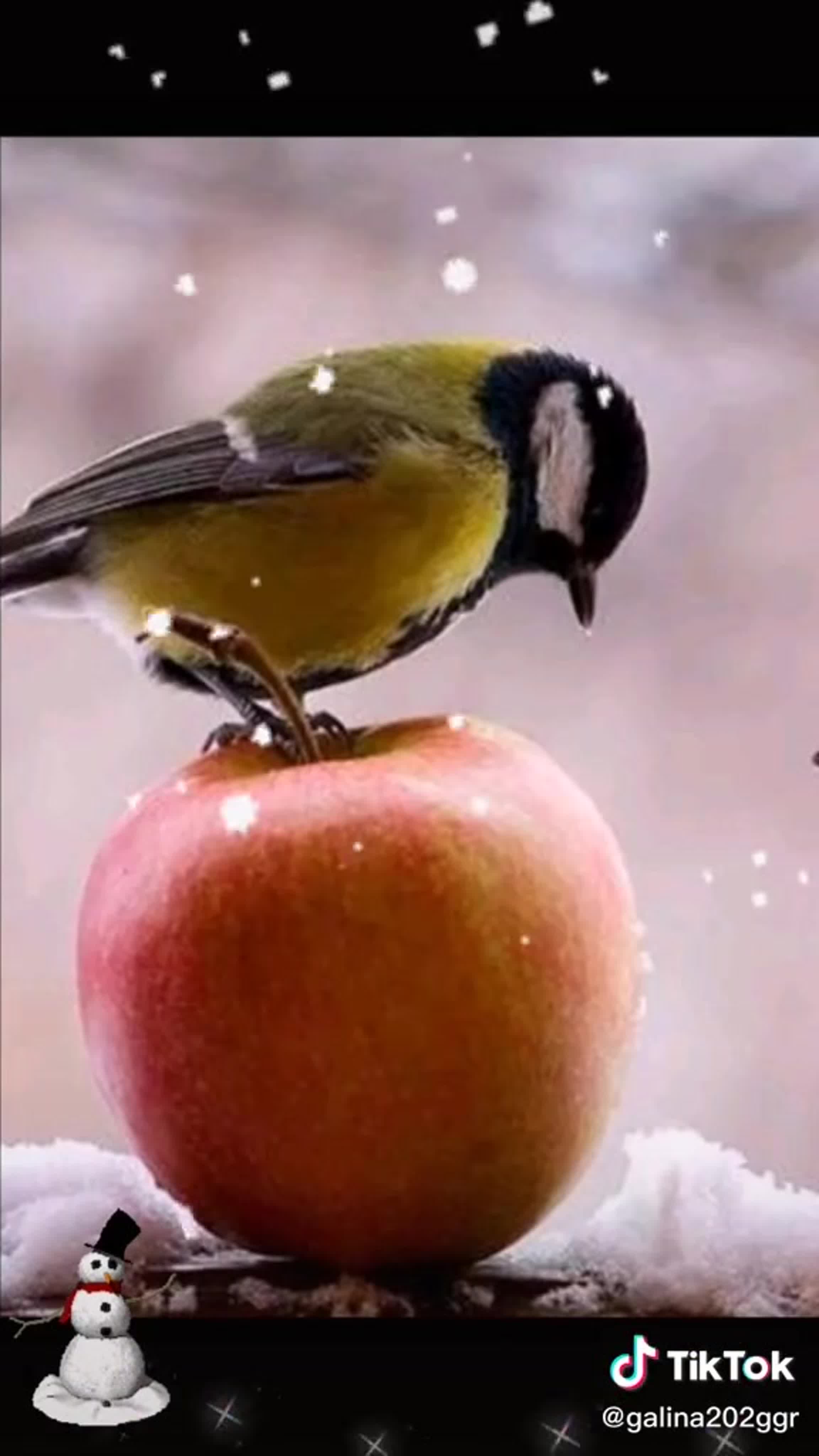 Птицы склевывают яблоки. Птицы которые едят яблоки. Скворец ягодник. Птичьи яблоки. Дрозд рябинник питание.