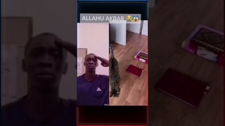 Реакция кота на Коран... 😭❤️ #shorts