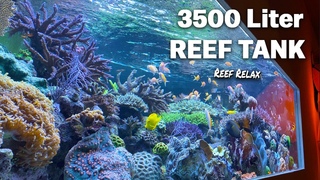 XXXL REEF TANK tour - Huge SPS corals and fish reef relax 4k