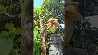 Диковиное растение . Сочинские бананы