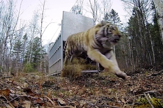 GoPro: Siberian Tiger Release - A Rare Sight