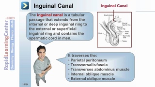Rapid Learning: The Gastrointestinal System - Normal Processes of the GI Tract