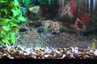 Microfishing Trout Killer