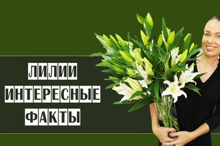 ЛИЛИИ // Интересные факты // Флористика