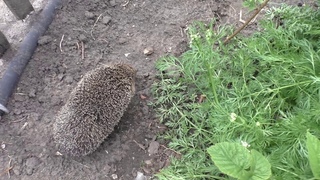 Ежик пришел и переполошил трясогузок