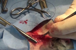 Dr Greg castrates a male rabbit