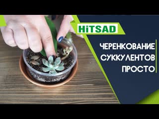 Как черенковать суккуленты  Размножение суккулентов