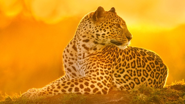Sabi Sabi, Kruger National Park, South Africa, World Travel