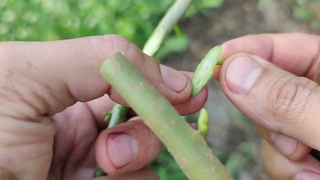 Прививка Дерева Плакучая Шелковица / bud grafting