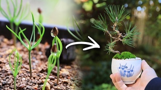 1 Bonsai diary  11/5