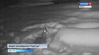 Сотрудникам заповедника «Нургуш» удалось выманить и заснять американскую норку (ГТРК Вятка)