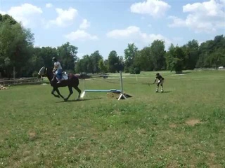 Horse rollerblading jump fail