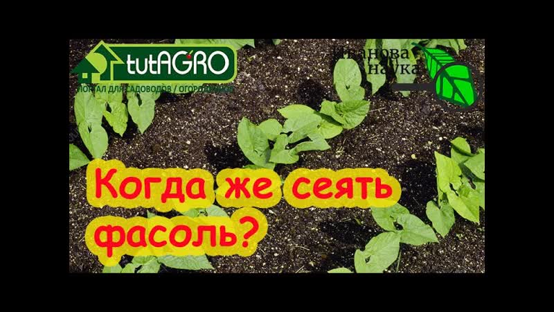 ФАСОЛЬ БУДЕТЕ СОБИРАТЬ МЕШКАМИ и КОШАМИ Посейте ее без
