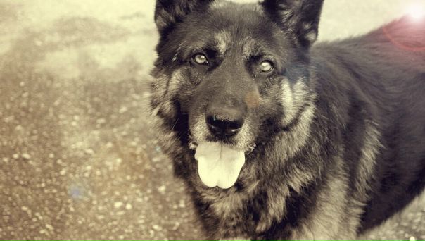 №160, Александра Котлярова, 33 года, Севастополь №160, Александра Котлярова, 33 года, Севастополь