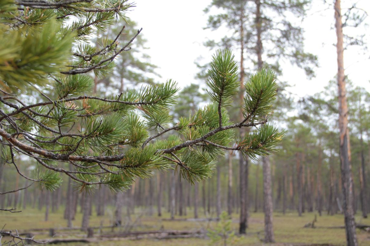 Зинаида Сандулова | Москва