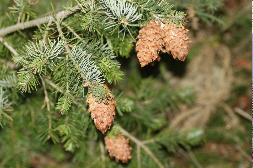 Orest Senkiv | London