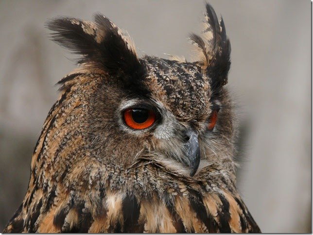 Maxim Ivanoff | Таллин