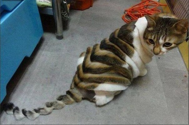 Александра Ясунык | 