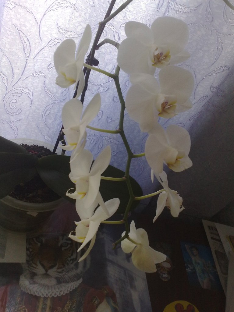 Вячеслав Ценев | Ижевск