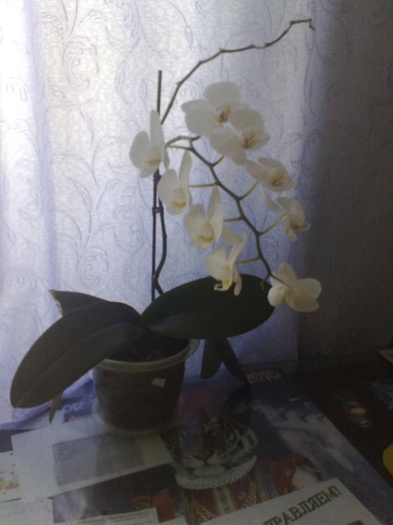 Вячеслав Ценев | Ижевск