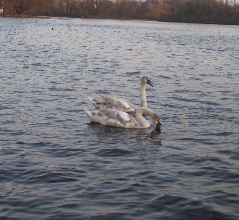 Алеся Гляд | Брест