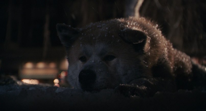 Максим Тютюнник Юрьевич | Львов