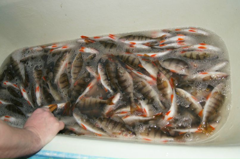 Сергей Меркулов Малыш | Стрежевой